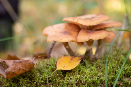 Mushrooms honey agarics grow on the ground, in the grass in the forest, Russia.の写真素材