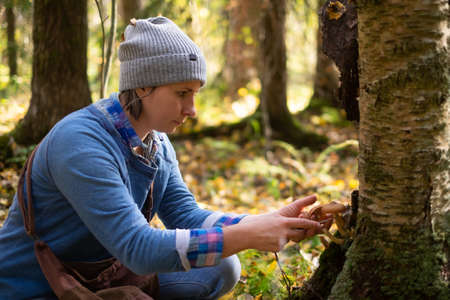 Mushrooms honey agarics grow on the ground, in the grass in the forest, Russia.の写真素材