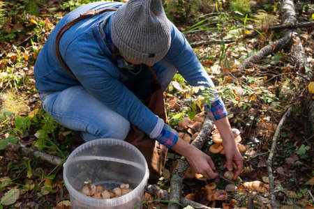 Mushrooms honey agarics grow on the ground, in the grass in the forest, Russia.
