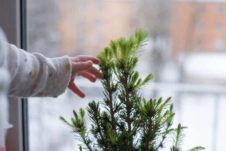 Young green pine branch in spring close upの写真素材