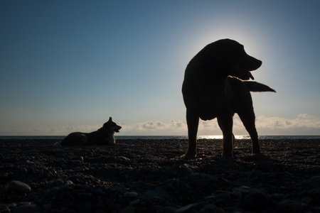 Silhouette of two dogs resting on beach at sunset alone