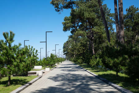 New promenade with trees in Kobuleti. Georgiaの写真素材