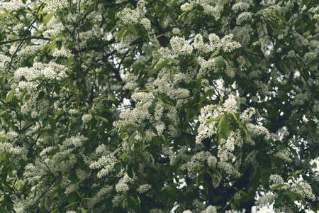 Toned photo of bird cherry tree in blossom. Flowering Prunus Avium Tree with White Little Blossoms.の写真素材