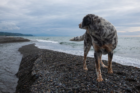 A fit and healthy dog resting on a beach without peopleの写真素材