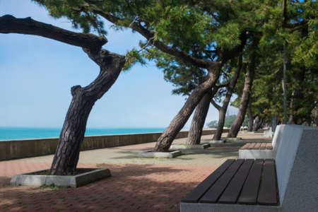 Seafront promenade with trees in Kobuleti. Georgiaの写真素材