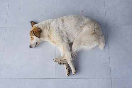 A stray dog lies on the street. An abandoned animal is waiting for its owner.の写真素材