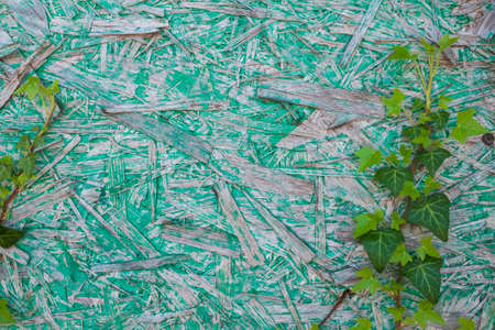 green leaves on the old wooden background copyspace
