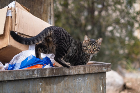 stray cats search for food in a dumpsterの写真素材