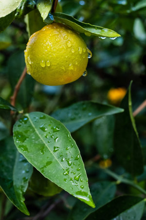 Ripe oranges on tree branches in an orange garden with water dropsの写真素材