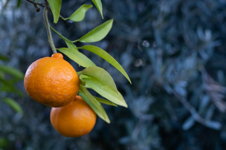 Ripe oranges on tree branches in an orange garden with water dropsの写真素材