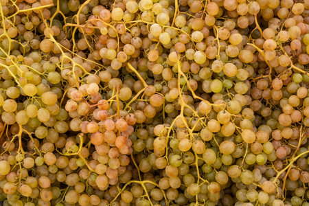 Grape in the bazaar sall. sale, shopping and eco food concept.の写真素材