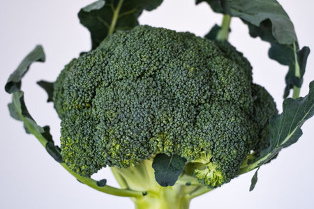 Fresh broccoli on a white background. Healthy food concept.の写真素材