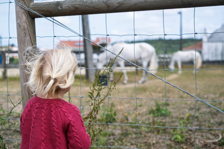 A little girl is watching horses with curiosity and quiet excitementの写真素材