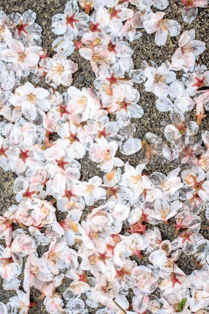 Sakura flowers lay on the groundの写真素材