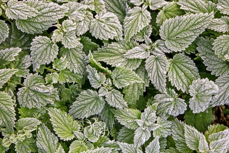 nettle covered hoarfrost in the fall frostの写真素材