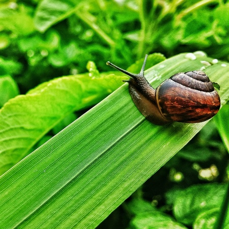 Snail crawling on a green leafの素材
