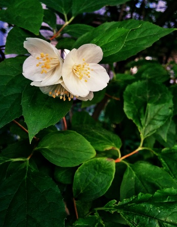White flowersの素材