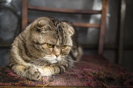 pensive striped Scottish Fold cat lying on the balcony on an old torn chairの写真素材