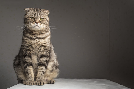 Pregnant thick gray striped scottish fold cat sitting on a table covered with a white cloth and looking at the cameraの写真素材
