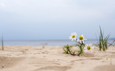 daisy flower growing in the sand on the beach near the water of the seaの写真素材