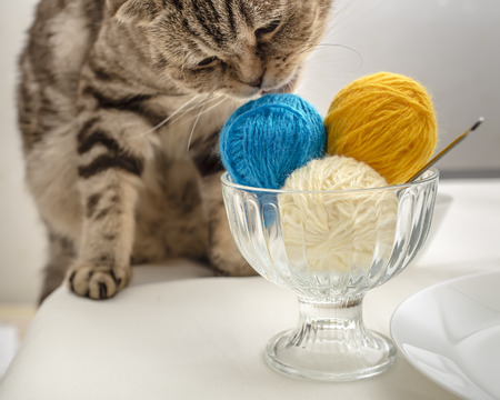 funny scottish fold cat wants to play with a balls of wool yarn, which lie like eating ice cream dessertの写真素材