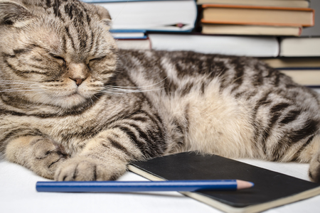 funny Scottish Fold cat doing homework, she was tired and fell asleep among the study books, notebook and pencil.の写真素材