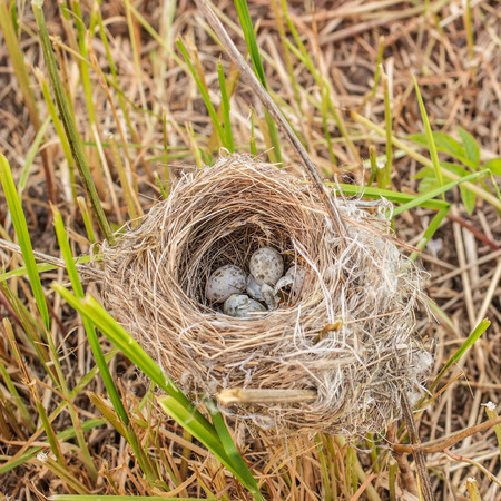 devastated nest with small speckled eggs with damaged shell lies on the grass clippingsの写真素材