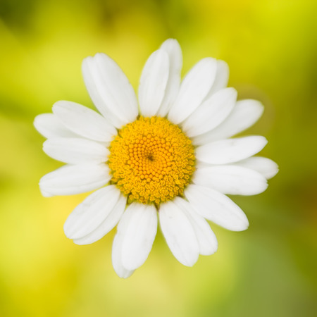large beautiful single flower daisy or chamomile photographed from above on a blurred background of green grassの写真素材