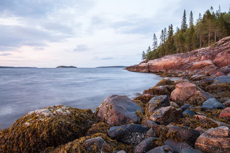 algae, rocks and trees on the beach of White Sea, Russiaの写真素材