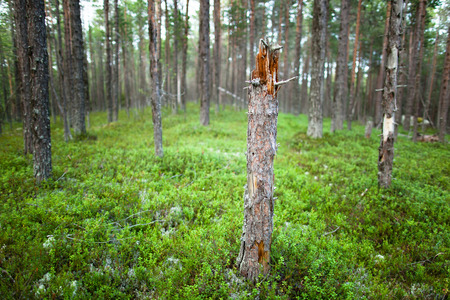 broken tree in the middle of a forest clearing with blueberries