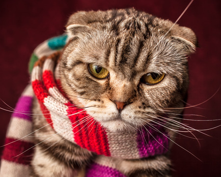 serious Scottish Fold cat in striped scarf prepares for winterの写真素材