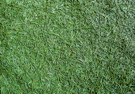 Green carpet of crumbled spruce needles fills the frame backgroundの写真素材