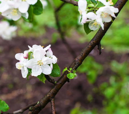 blossoming apple tree branch in spring on green backgroundの写真素材