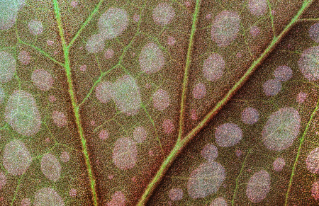 macro green leaf of Begonia "Angel Wing" with streaks illuminated backlit by sunlightの写真素材