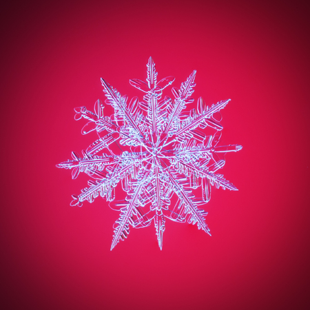 a real snowflake macro lies among other snowflakes on a red like a bloody ruby background, as if hanging on the Christmas treeの写真素材