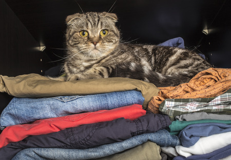 scottish fold cat sprawled on clothing in the wardrobeの写真素材