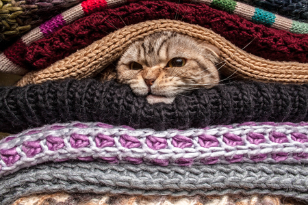 angry funny cat is preparing for cold autumn and winter, wrapped up and hide in a pile of woolen clothes at homeの写真素材