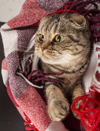 Scottish Fold cat lies under the checkered colored plaid, for something watching head turned to the rightの写真素材