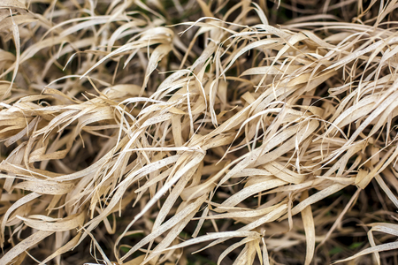 Dried quitch closeup (Dried quitch closeup spring day)の写真素材