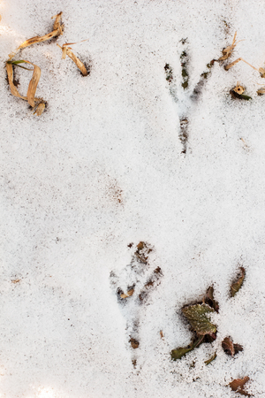 Crow left its traces in the snow in winter