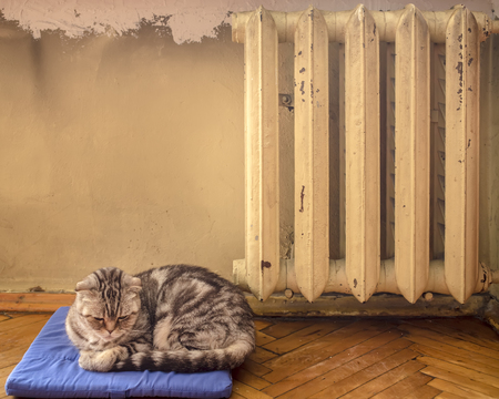 sweet cat sleeping on a blue pillow and heated near the hot radiator in winterの写真素材
