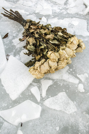 armful of old dry withered roses lie on the cold broken iceの写真素材