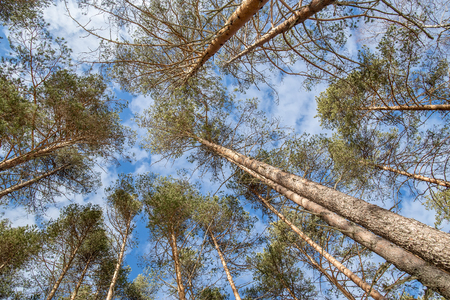 look up at the tops of pine trees, aimed at the blue sky with clouds in winter sunny dayの写真素材