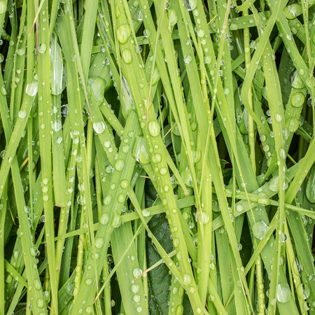 sedge grass bent to the ground after a heavy summer rain, and on it remained silver droplets of playing in the sunの写真素材