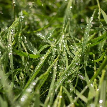 juicy green grass sedge after a strong the summer rain which remained diamond drops of playing in the sunの写真素材