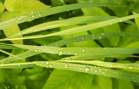 juicy green grass sedge closeup on which after heavy rain remained playing silver drops in the sunの写真素材
