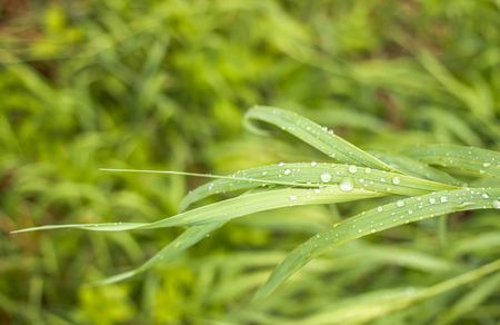 juicy green grass sedge closeup on which after heavy rain remained playing silver drops in the sunの写真素材