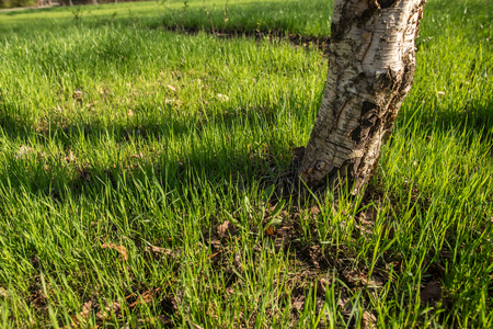 trunk of a birch close up around which grows young, fresh grass in the spring sunshineの写真素材