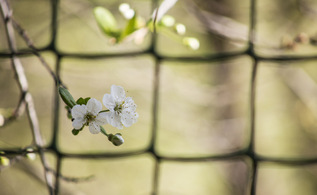 branch of white cherry blossom close up beautiful, warm, day the May on a background of the green gridの写真素材