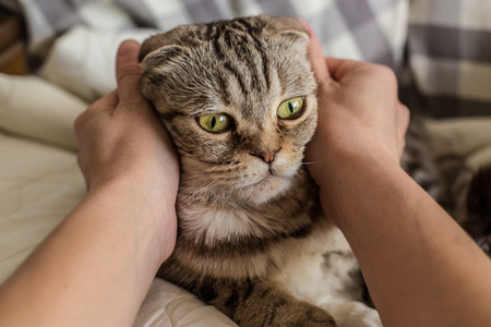 A person stroking hands and gently hugging surprised cat Scottish Fold
